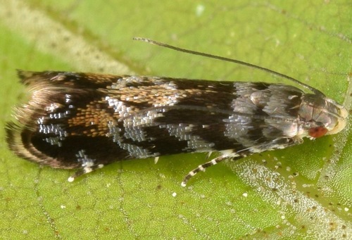 Holophysis emblemella (Clemens, 1860)