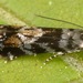 Holophysis emblemella - Photo (c) skitterbug, some rights reserved (CC BY), uploaded by skitterbug