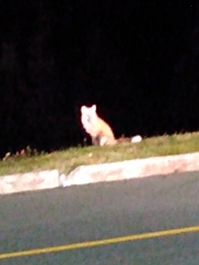 Vulpes vulpes deletrix