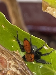 Phidippus cardinalis