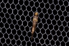 Monopis chrysogramma