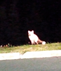 Vulpes vulpes deletrix