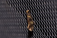 Monopis chrysogramma