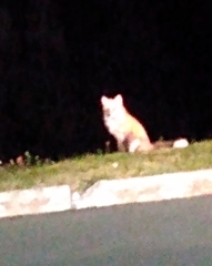 Vulpes vulpes deletrix