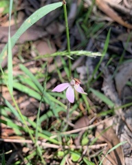 Caladenia pusilla