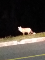 Vulpes vulpes deletrix