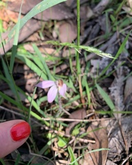 Caladenia pusilla