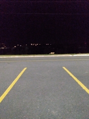 Vulpes vulpes deletrix