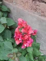 Bougainvillea