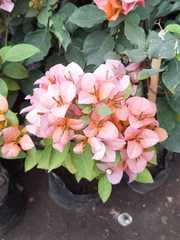 Magnoliopsida
