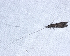 Triplectides similis