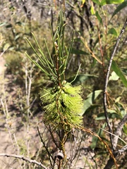 Melaleuca linearis acerosa
