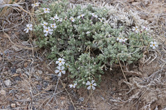 Phlox muscoides