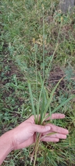Carex leavenworthii