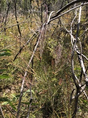 Melaleuca linearis acerosa