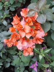Bougainvillea