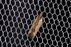 Ardozyga catarrhacta