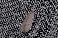 Catoryctis sciastis