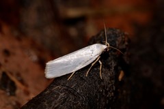 Xylorycta argentella
