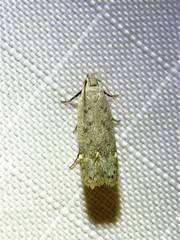 Anacampsis comparanda