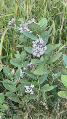 Calotropis gigantea