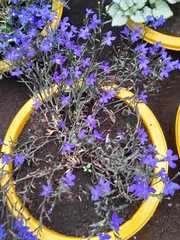 Magnoliopsida