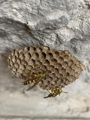 Mischocyttarus basimacula