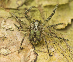 Stephanopis carcinoides