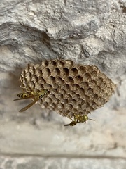 Mischocyttarus basimacula