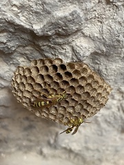 Mischocyttarus basimacula