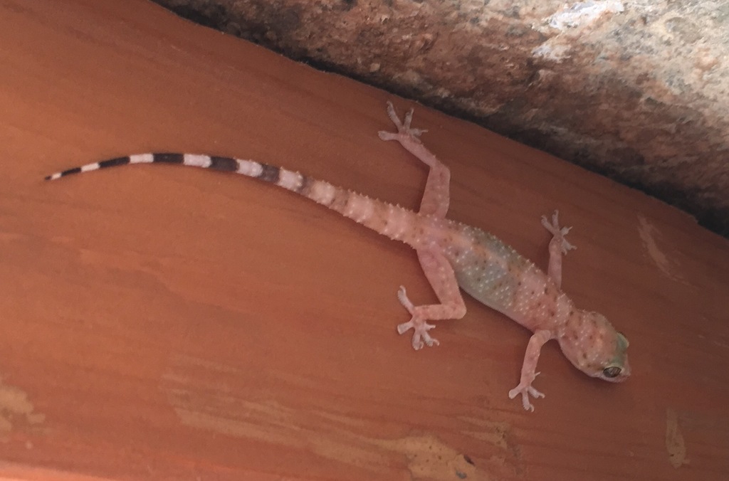 Mount Sinai-Gecko
