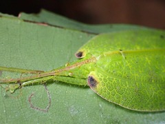 Chondroderella borneensis