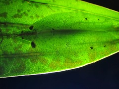 Chondroderella borneensis