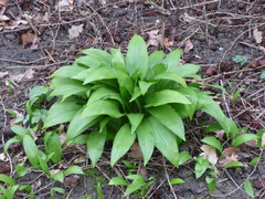 Allium ursinum