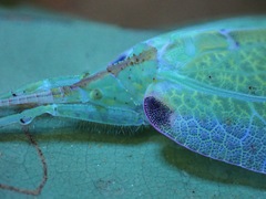 Chondroderella borneensis