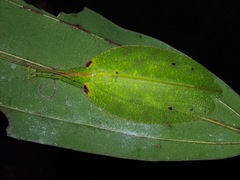 Chondroderella borneensis