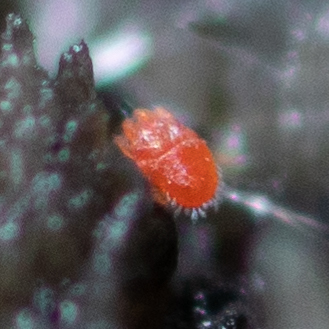 Pentamerismus