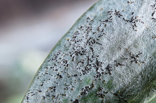 Pea Powdery Mildew