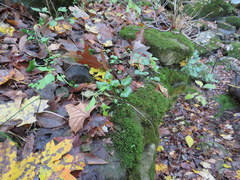 Ranunculus micranthus