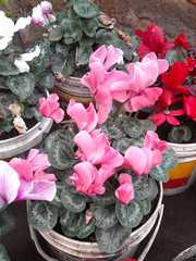 Cyclamen
