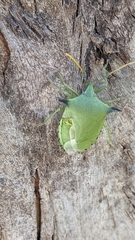 Biprorulus bibax