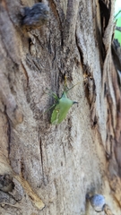 Biprorulus bibax