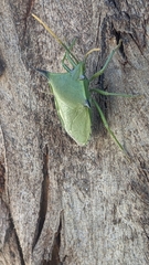 Biprorulus bibax