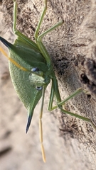 Biprorulus bibax