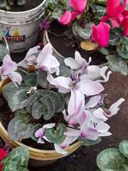 Cyclamen