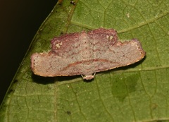Niaccaba sumptualis