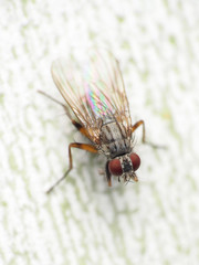 Neodexiopsis