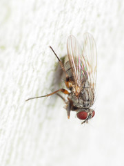 Neodexiopsis