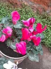 Cyclamen