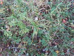 Carex muskingumensis